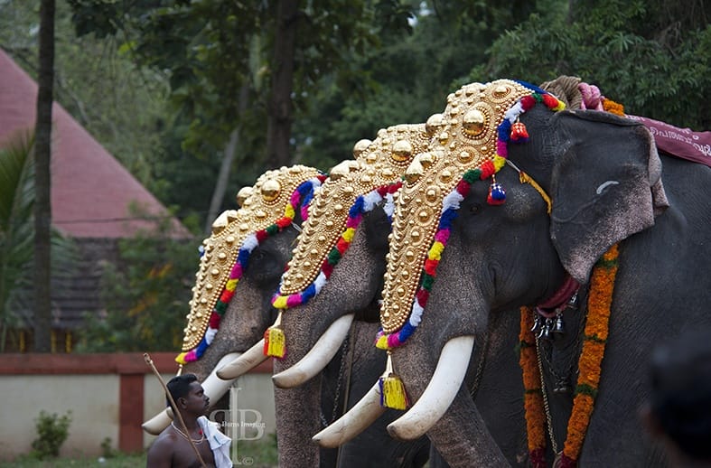 India Onam elephants 2