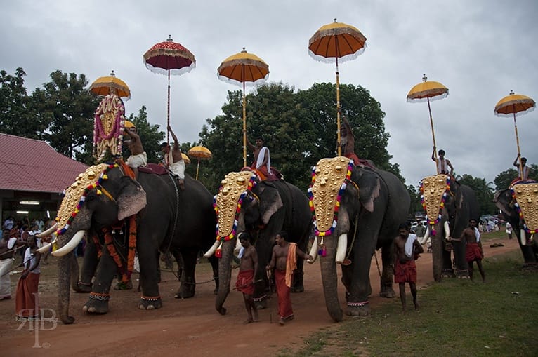 India Onam elephants and umbellas