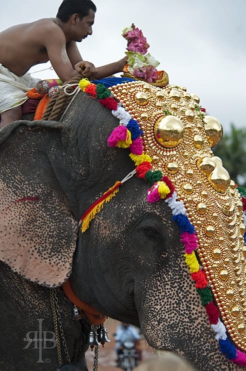 India Onam man and elephant