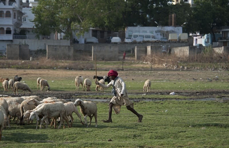 Udaipur shepherd and sheep