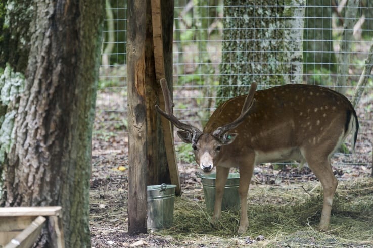 Foresta Umbra Deer