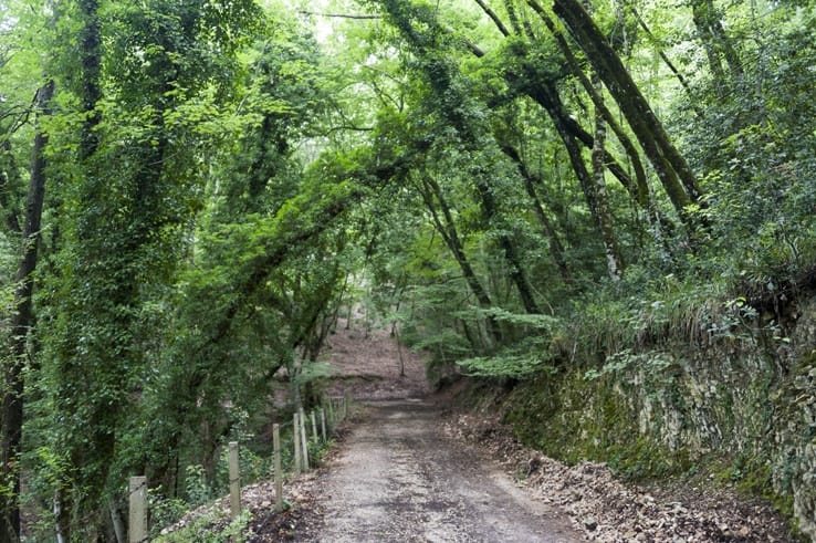 Foresta Umbra road bent trees