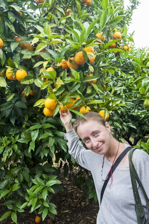 Orange Picking lemons gargano