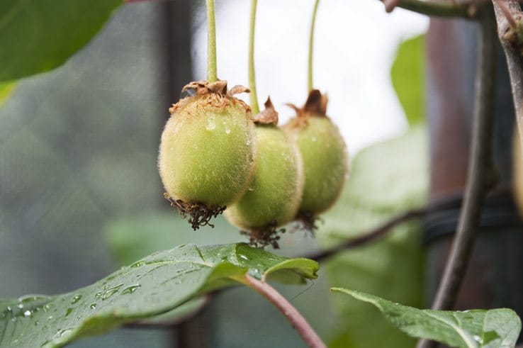 Kiwi Three lemons gargano