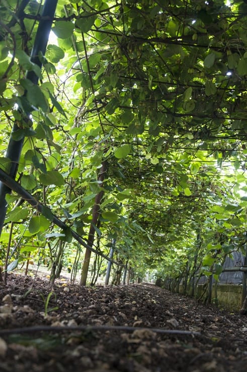 Kiwi Tunnel lemons gargano