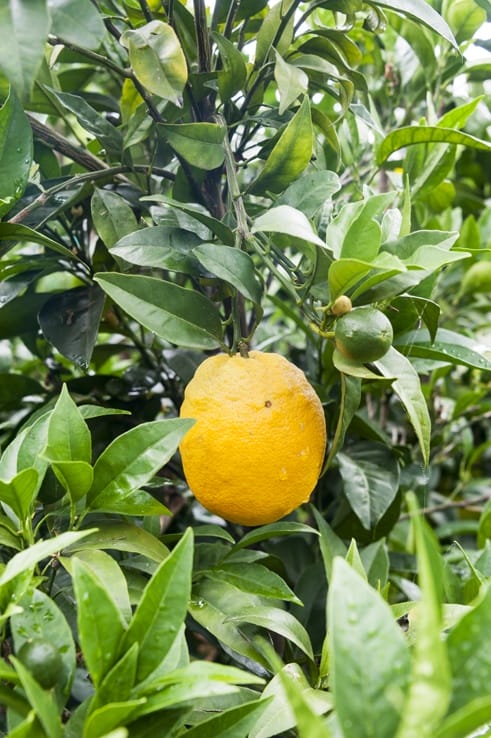 Puglia Lone lemons gargano