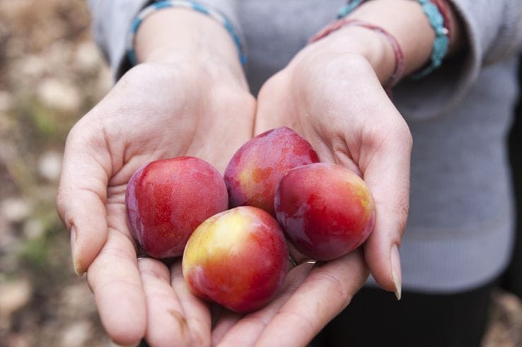 Plums lemons gargano