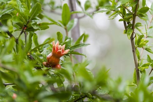 Pomegranate Flower lemons gargano