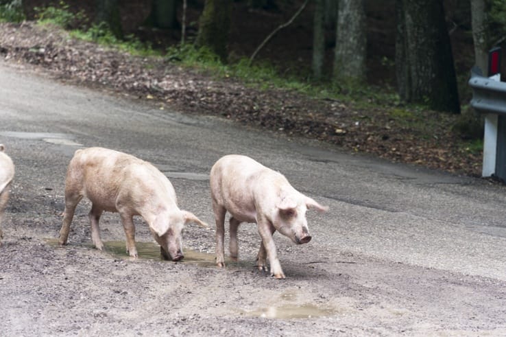 Foresta Umbra Pigs