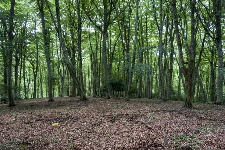 Foresta Umbra Trees Clearing