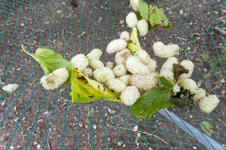 White Mulberries lemons gargano