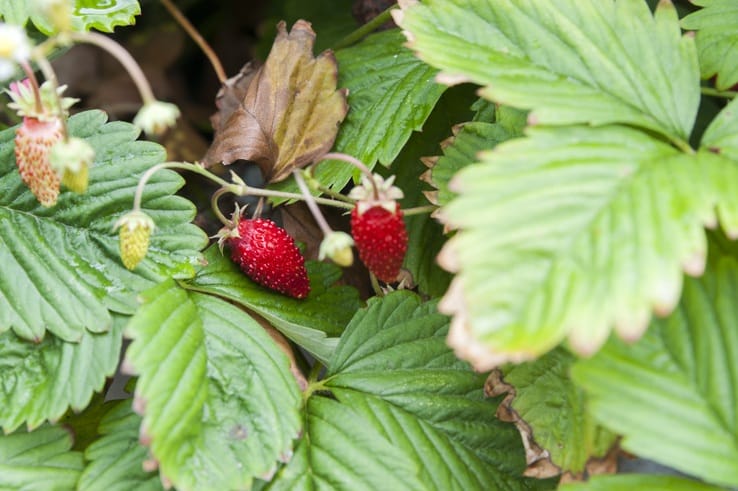 Wild Strawberries lemons gargano