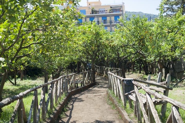 Sorrento Food Tour lemon Grove