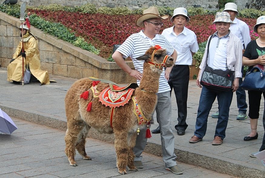5 Reasons to Visit Yunnan llama dali