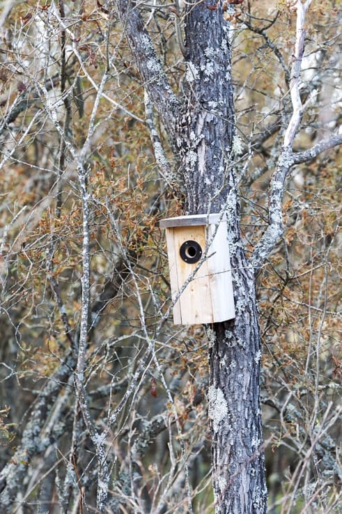 Birdwatching in Liminka Bay Nest Box