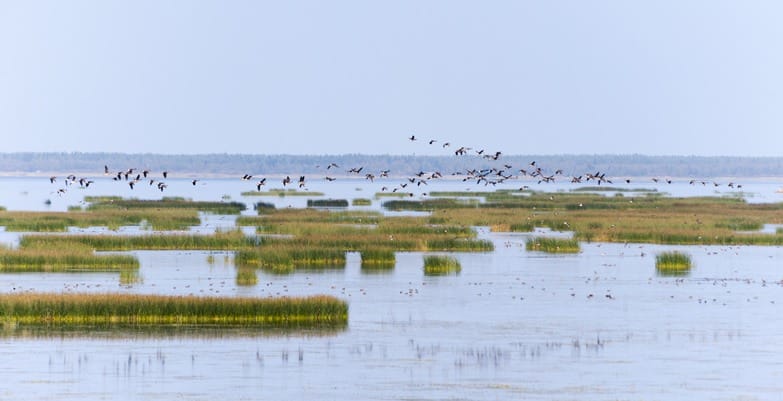 Birdwatching in Liminka Bay Flying