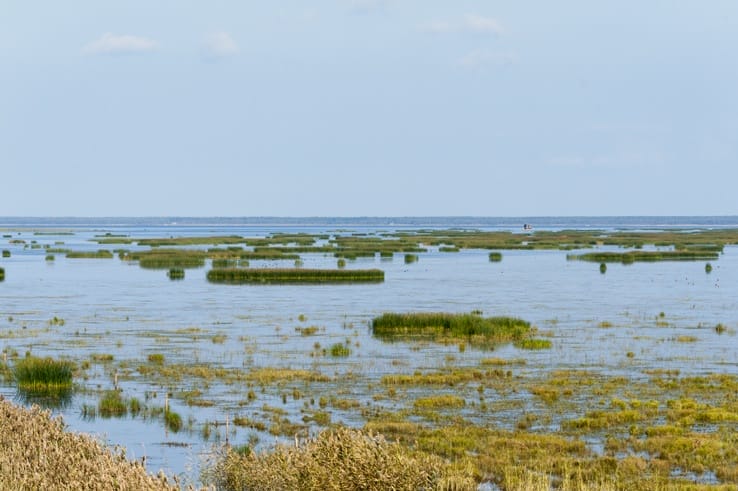 Birdwatching in Liminka Bay Islands