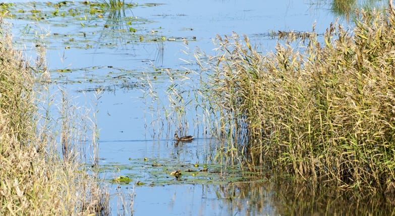 Birdwatching in Liminka Bay Duck