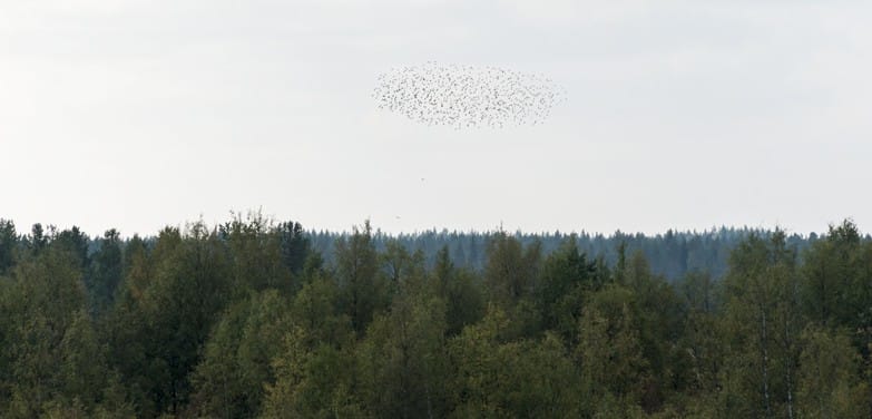 Birdwatchin in Liminka Bay