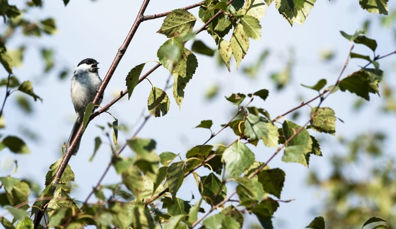 Birdwatching in Liminka Bay Willow Tit