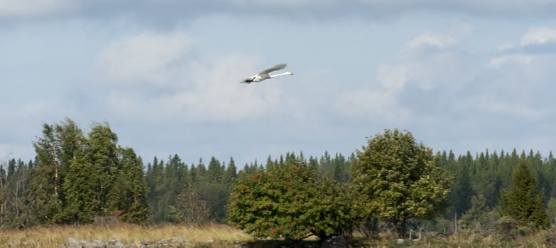 Kvarken archipelago swan flying