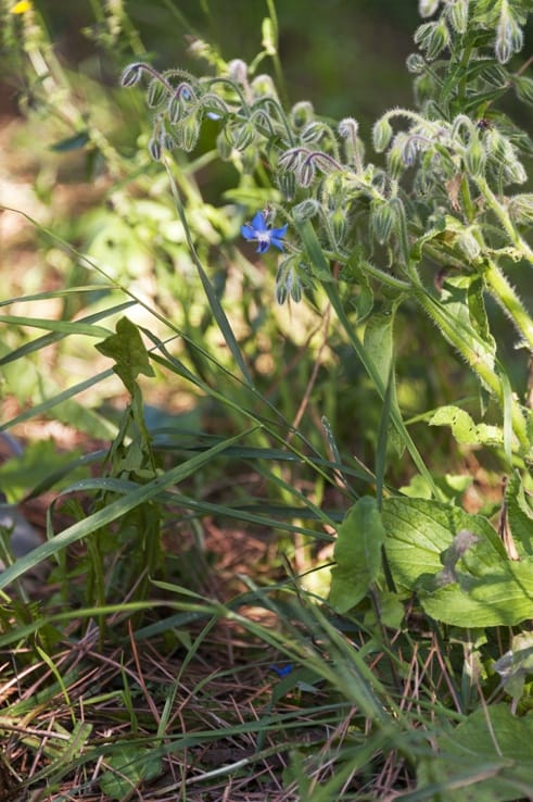 foraging for edible herbs borage