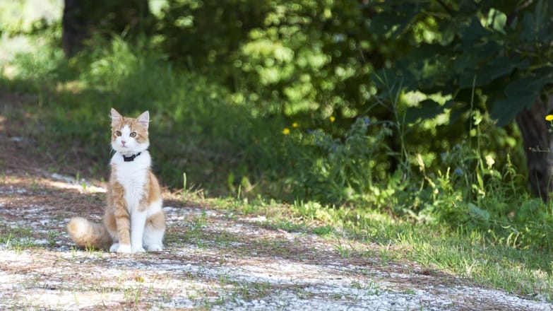 bruno ginger cat