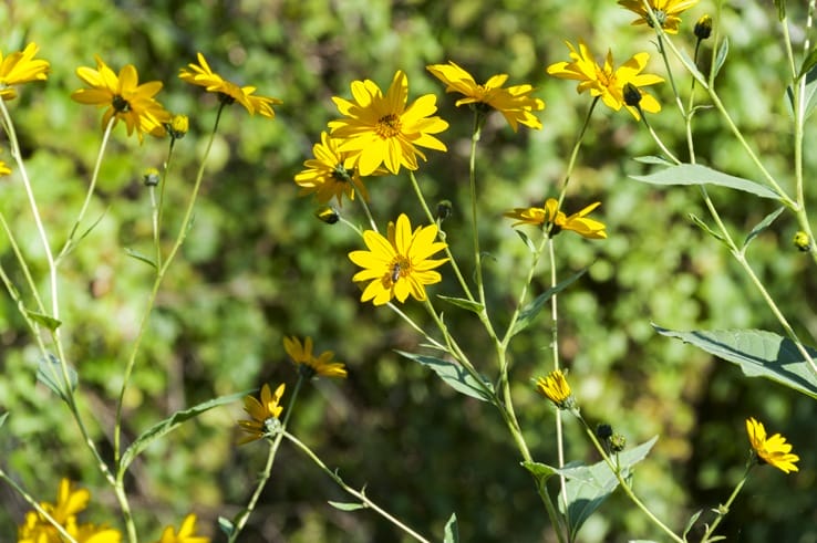 yellow topinambur flowers