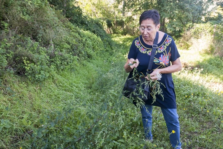 luciana with wild carrot