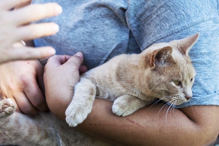 eco commune cat