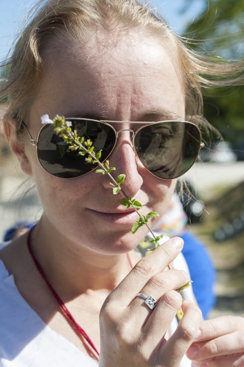 edible herbs pimpinella