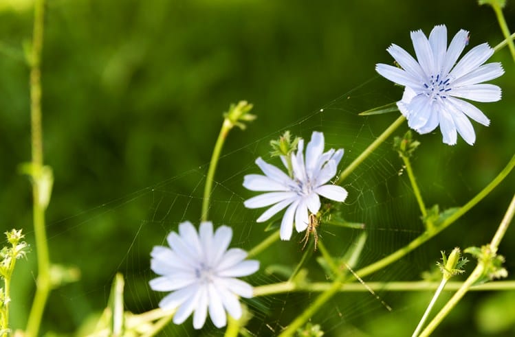 Borghetto Three Flowers and a Spider