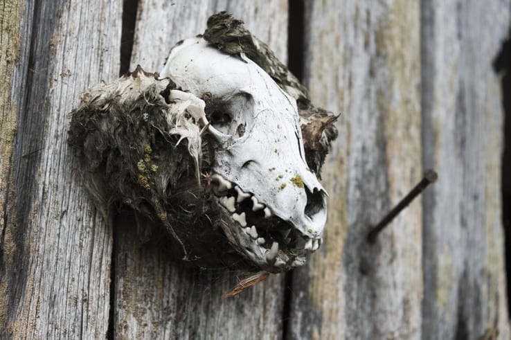 Maakalla island Seal Skull