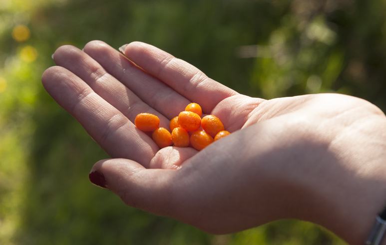 weird finnish events Sea Buckthorn Berries