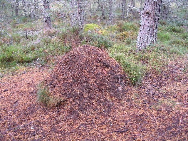 weird finnish events ants nest