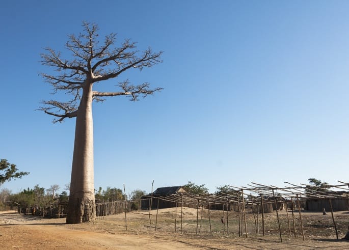 Avenue of Baobabs Madagascar Tree