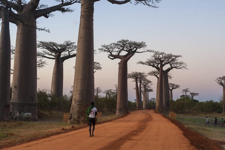 Madagascar Avenue of baobabs Going Home