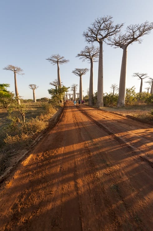 Madagascar Baobabs Avenue Long Road