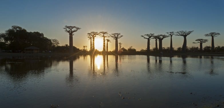 Madagascar Avenue of baobabs Sunset