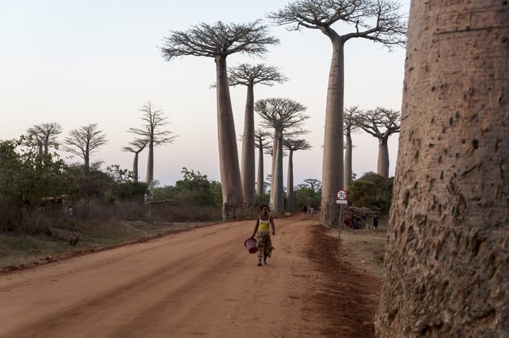 Madagascar Avenue of baobabs lady
