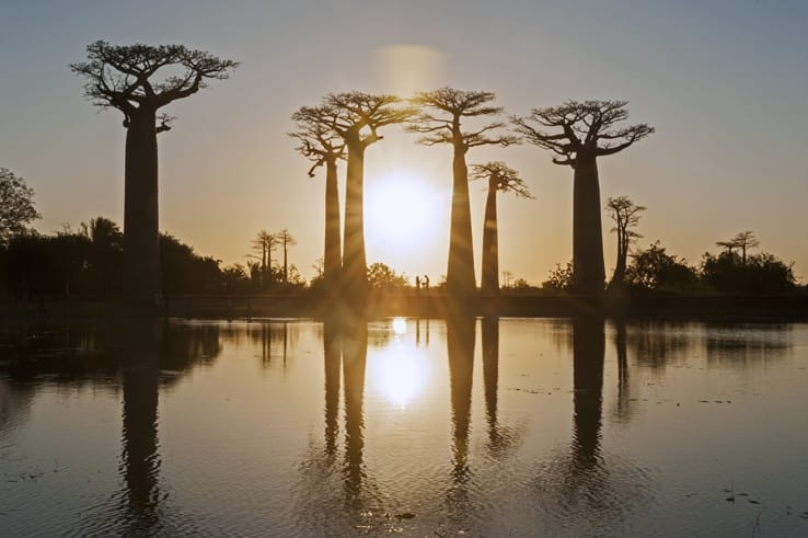 Madagascar Avenue of baobabs sunset meeting
