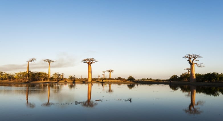 Madagascar Avenue of baobabs lake
