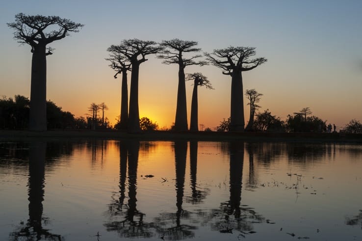 Madagascar Avenue of baobabs sunset tree
