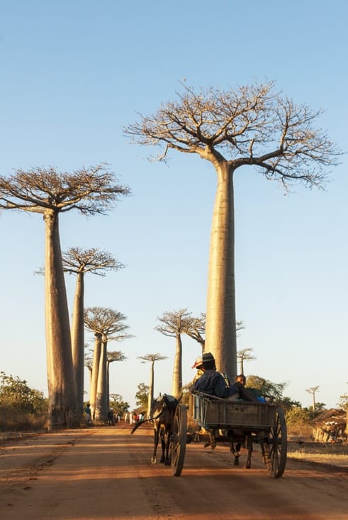 Madagascar Baobabs Avenue zebu cart