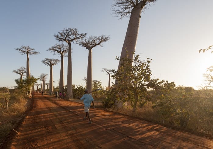 Madagascar Avenue of baobabs workers