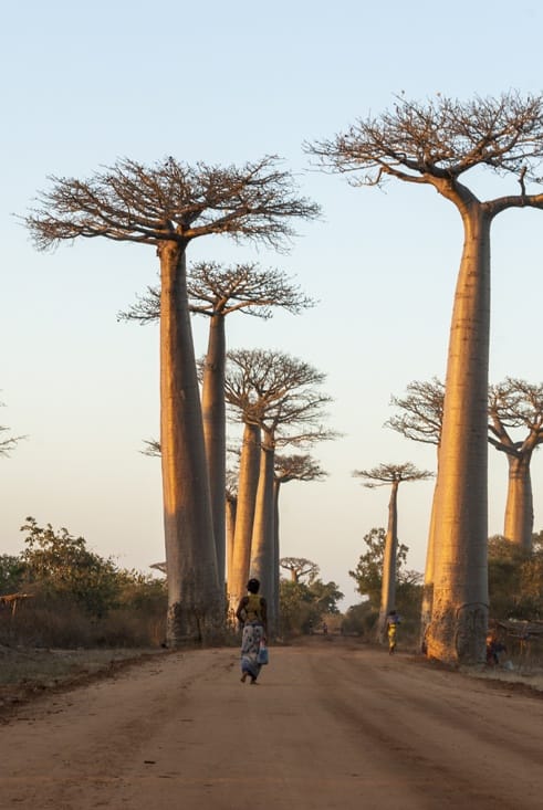 Madagascar Baobabs Lady walking down the Avenue