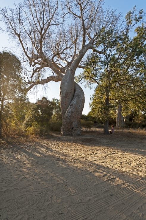 Avenue of baobabs in love