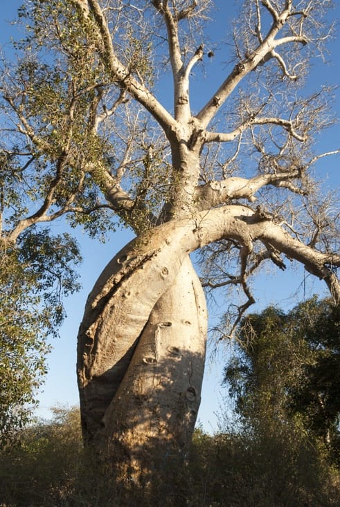 baobabs in love madagascar