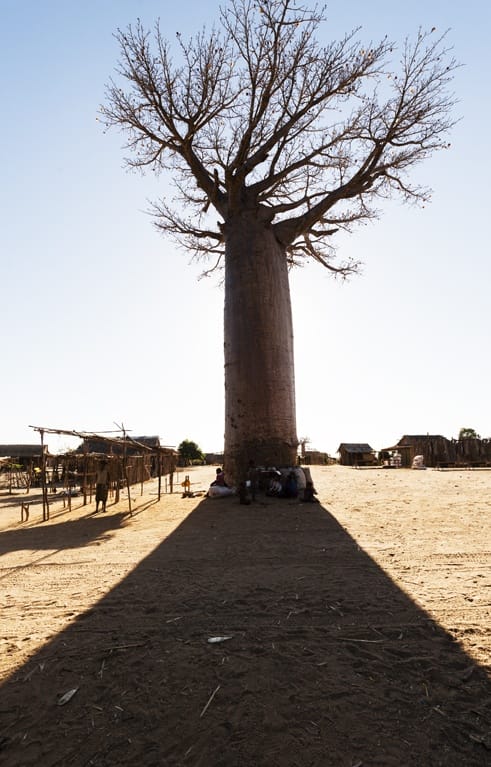 Madagascar Baobabs in the Shadows