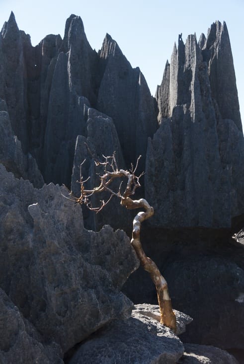 Tsingy de bemaraha Naked Tree